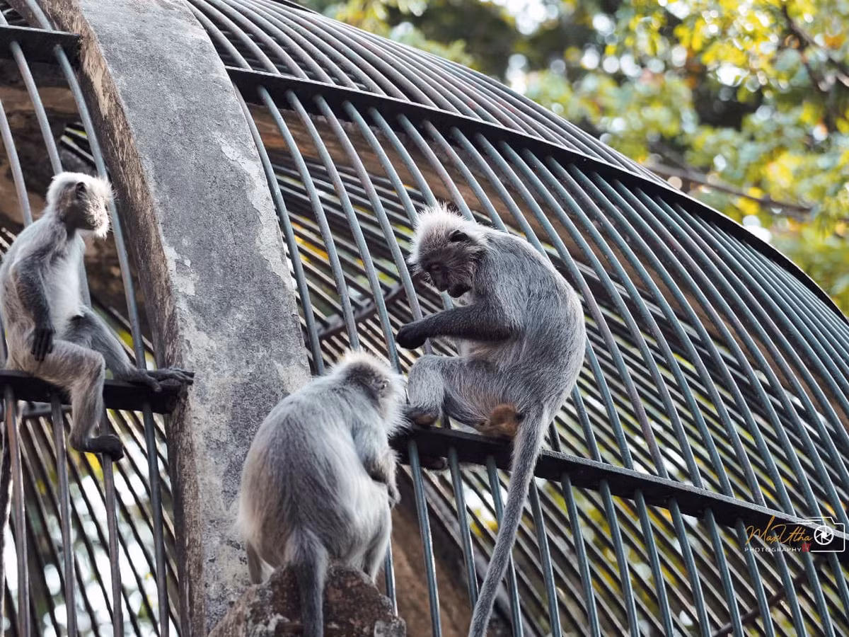 Nhiều người nghi ngờ rằng liệu có phải rằng chú khỉ mẹ đã có "mối quan hệ ngoài luồng" nào với hàng xóm hay không.