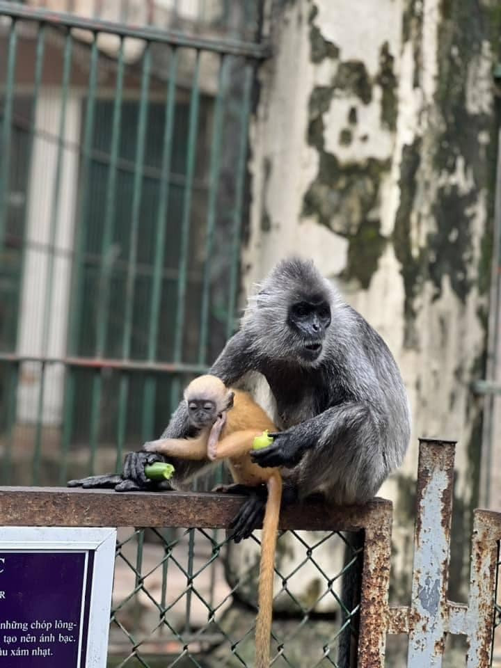 Đáng nói, hàng xóm sinh sống ngay bên cạnh chuồng nuôi nhốt của gia đình khỉ này cũng có một chú khỉ lông vàng, màu sắc tương tự như chú khỉ con kia. Ngay lập tức hàng loạt "scandal tình ái" đã nổ ra.