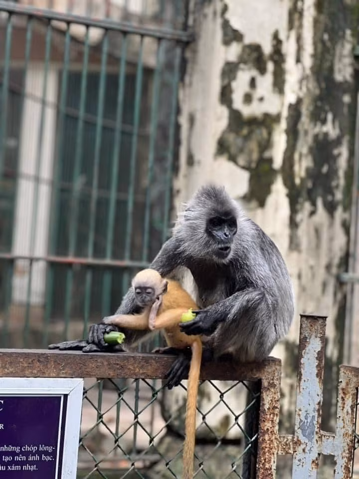 Đáng nói, hàng xóm sinh sống ngay bên cạnh chuồng nuôi nhốt của gia đình khỉ này cũng có một chú khỉ lông vàng, màu sắc tương tự như chú khỉ con kia. Ngay lập tức hàng loạt "scandal tình ái" đã nổ ra.