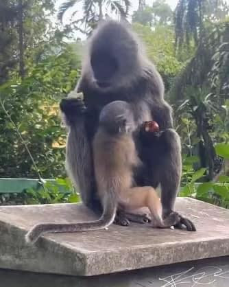 Nhiều người theo dõi câu chuyện này đã bày tỏ cảm xúc: "Đấy, trả lại sự trong sạch cho khỉ mẹ rồi nha, nói rồi mà không ai tin", "theo dõi drama nay từ đầu, cuối cùng cũng đến ngày kết thúc mọi tin đồn". (Ảnh: Thảo Cầm Viên Sài Gòn)