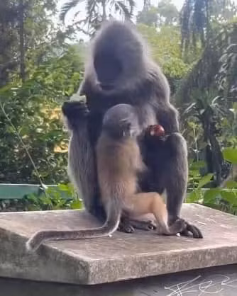 Nhiều người theo dõi câu chuyện này đã bày tỏ cảm xúc: "Đấy, trả lại sự trong sạch cho khỉ mẹ rồi nha, nói rồi mà không ai tin", "theo dõi drama nay từ đầu, cuối cùng cũng đến ngày kết thúc mọi tin đồn". (Ảnh: Thảo Cầm Viên Sài Gòn)