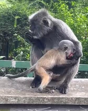 Mặc dù vẫn còn lại một chút màu cam nhưng hầu hết bộ lông đã chuyển màu.