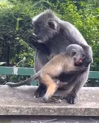 Mặc dù vẫn còn lại một chút màu cam nhưng hầu hết bộ lông đã chuyển màu.