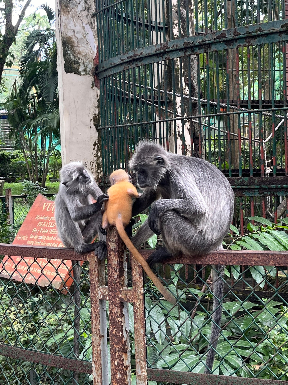 Bởi như Thảo Cầm Viên chia sẻ, chú khỉ con sẽ chuyển lông sang màu xám, thế nhưng khách tham quan vẫn thấy chú khỉ con hiện diện với bộ lông màu cam, không có gì thay đổi dù đã mấy tháng trôi qua.