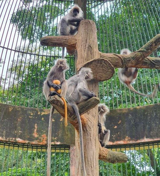 Nhiều người vô cùng thích thú khi "hóng" drama tình ái của thế giới động vật này.