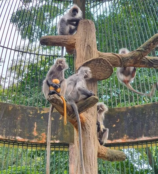 Nhiều người vô cùng thích thú khi "hóng" drama tình ái của thế giới động vật này.