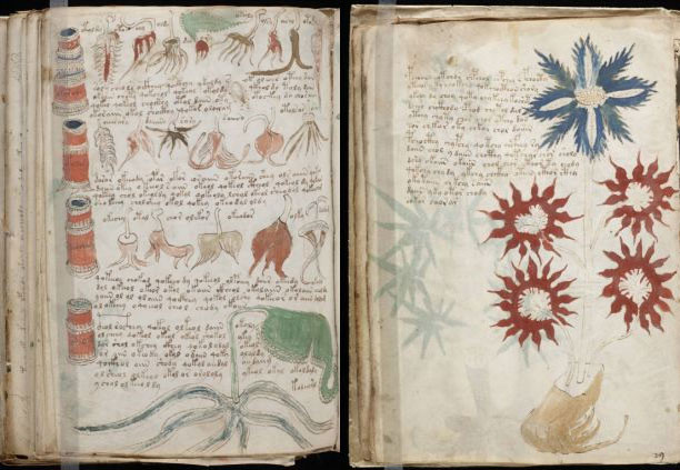 Hiện bản thảo Voynich được lưu trữ tại Đại học Yale, trong thư viện Beinecke dành riêng cho những cuốn sách quý hiếm. Các nhà nghiên cứu "rối não" khi tác phẩm này được viết bằng ngôn ngữ và hình vẽ minh họa khó hiểu, chưa từng được biết đến.