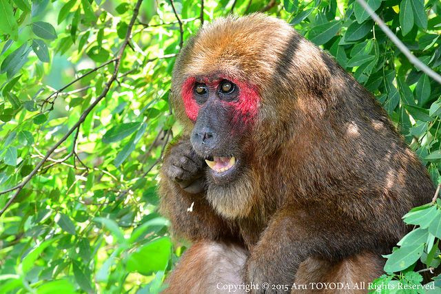 Thuộc họ khỉ Cercopithecidae, khỉ mặt đỏ sống ở các khu rừng thấp ở khu vực Nam Á và Đông Nam Á. Tại Việt Nam, chúng phân bố chủ yếu ở các tỉnh miền Trung. Loài động vật hoang dã này có bộ lông màu nâu sẫm, nhưng cũng có đôi khi biển đổi từ đen sang đỏ. Mặt và bụng dưới có có màu đỏ. Thức ăn chủ yếu của chúng là quả, hạt, lá non, nõn và các loại côn trùng, chim và trứng.