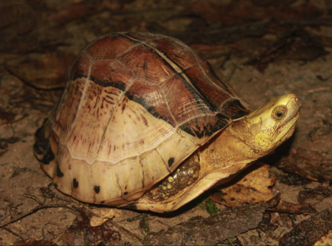 Cá thể rùa hộp trán vàng miền Trung trưởng thành có thể đạt trọng lượng tới một kg, chiều dài thân 20 cm. Chúng có thể sống tới 50 năm. Thức ăn chính của rùa hộp trán vàng là thực vật, trái cây, động vật thân mềm, động vật giáp xác.