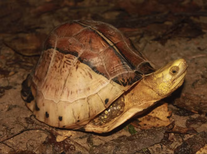 Cá thể rùa hộp trán vàng miền Trung trưởng thành có thể đạt trọng lượng tới một kg, chiều dài thân 20 cm. Chúng có thể sống tới 50 năm. Thức ăn chính của rùa hộp trán vàng là thực vật, trái cây, động vật thân mềm, động vật giáp xác.