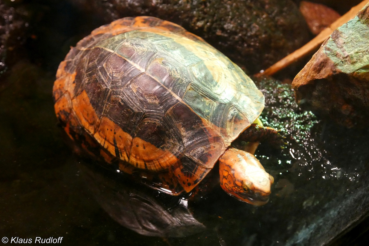 Đây là loài động vật rừng quý hiếm thuộc nhóm IB, Nghị định số 84/2021/NĐ-CP ngày 22/9/2021 của Chính phủ về sửa đổi, bổ sung một số điều của Nghị định 06/2019/NĐ-CP ngày 22/1/2019 của Chính phủ về quản lý thực vật rừng, động vật rừng nguy cấp, quý, hiếm và thực thi Công ước về buôn bán quốc tế các loài động vật, thực vật hoang dã nguy cấp, nằm trong sách đỏ Việt Nam đang bị đe dọa tuyệt chủng.