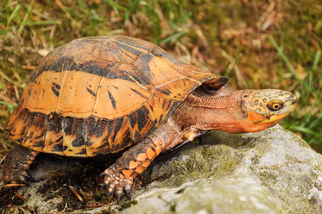 Rùa hộp trán vàng thuộc họ Rùa đầm. Chúng sống trong các đầm nông, suối, ao, ruộng ngập nước. Mai của chúng cao và gồ lên. Yếm của loài rùa này được tạo nên bởi 2 mảnh có khả năng cử động. Khi đầu rùa hộp trán vàng miền Trung thụt vào trong mai thì nửa yếm phía trước khép kín. Vì vậy, chúng được gọi là rùa hộp.
