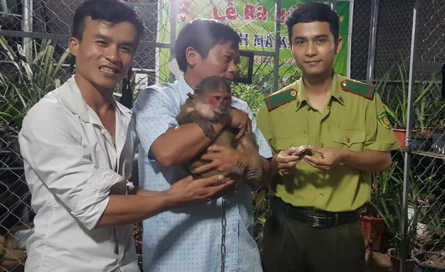 Hạt Kiểm lâm huyện Nam Đông (Thừa Thiên Huế) thông báo cơ quan này đã tiếp nhận 2 cá thể động vật hoang dã quý hiếm. Anh Trương Triển, trú thôn 1, xã Hương Lộc, huyện Nam Đông tự nguyện giao nộp 2 cá thể này.