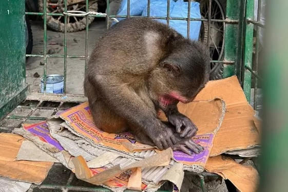 Sau khi tiếp nhận, Hạt Kiểm lâm huyện Nam Đông tiến hành kiểm tra sức khỏe, chăm cá thể khỉ mặt đỏ nặng 6 kg và cá thể rùa hộp trán vàng miền Trung nặng 50g. Sau đó, cơ quan này sẽ lên kế hoạch tái thả chúng về môi trường tự nhiên.