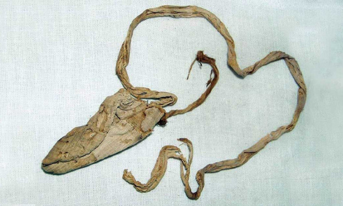 Thế nhưng, trong số các hiện vật được tìm thấy tại lăng mộ của pharaoh Tutankhamun, một món đồ nhỏ bé được các chuyên gia đặc biệt chú ý. Đó là bao cao su của Vua Tutankhamun.