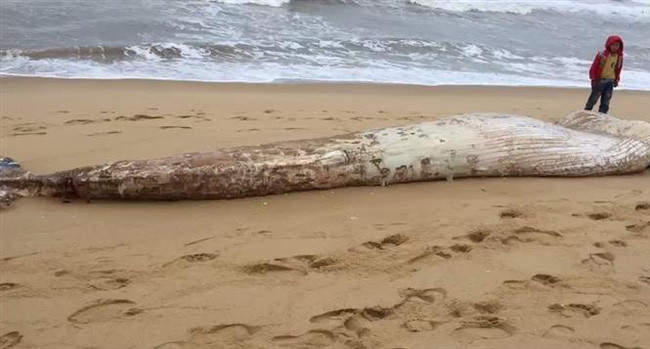 Theo đó, nhiều xác cá voi được chôn cất trong những ngôi mộ và được người dân hương khói.