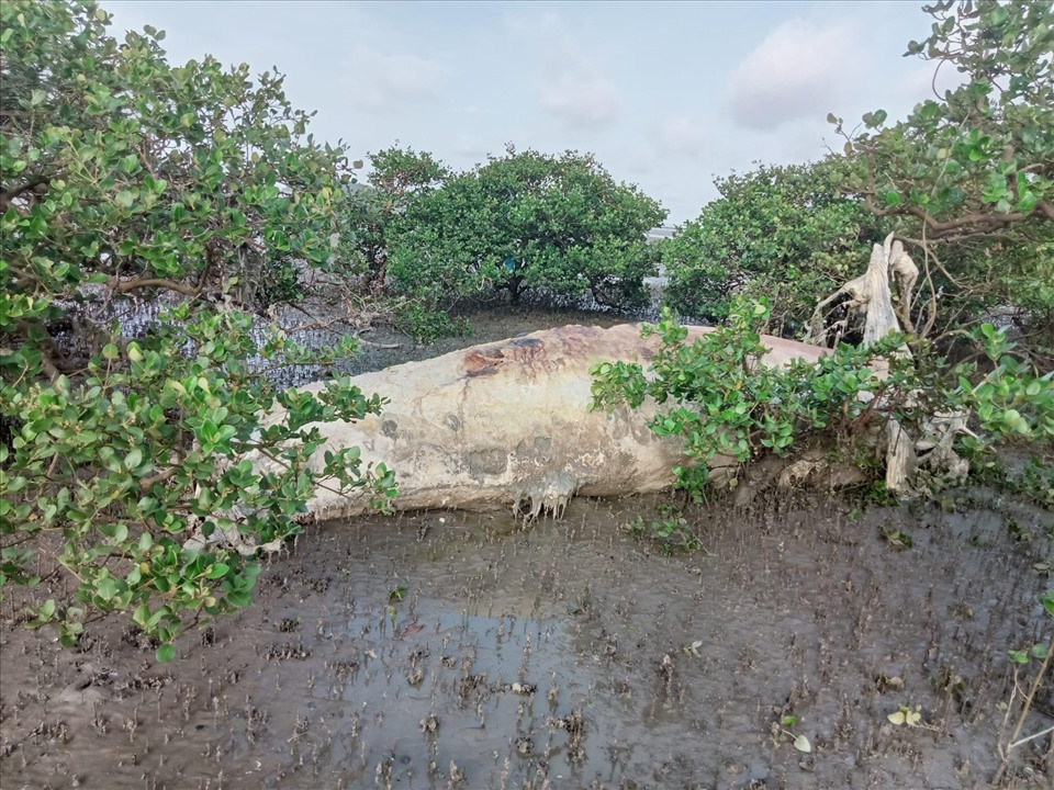 Một số ngư dân cho rằng, xác cá voi này đã dạt vào rừng ngập mặn từ vài ngày trước. Sở dĩ nó được phát hiện muộn là vì những này qua, đảo Quan Lạn có tổ chức lễ hội nên ngư dân không ra biển.