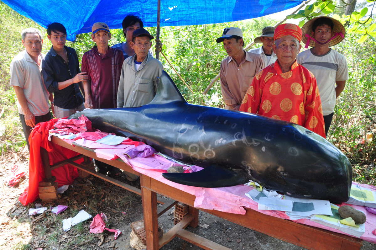 Thêm nữa, một số đền thờ cá voi được xây dựng ở một số nơi để thờ phụng. Họ làm như vậy vì tin rằng sẽ được loài cá voi phù hộ, ra khơi bình an.