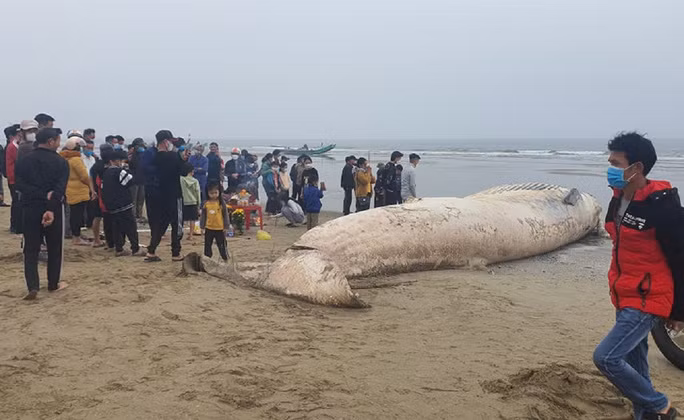 Trước đó, ngư dân ở nhiều tỉnh thành trên cả nước đã phát hiện một số xác cá voi nặng vài tấn trôi dạt vào bờ biển.
