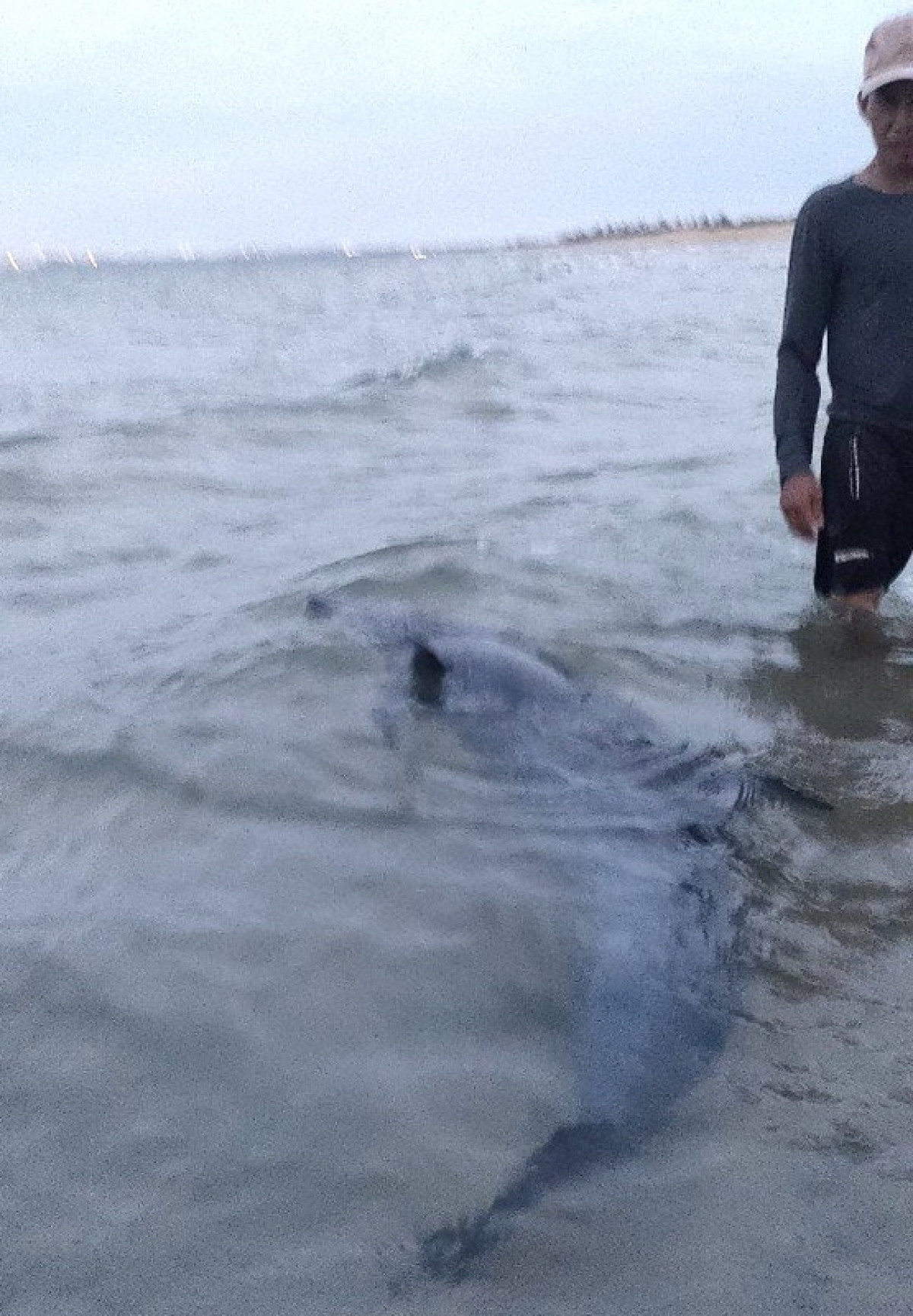 Vào khoảng 17h chiều ngày 19/7, một nhóm du khác đi tắm biển bất ngờ phát hiện một con cá heo nặng khoảng 100 kg, dài khoảng 2m dạt vào vịnh Dung Quất thuộc địa phận Biển Rạng, huyện Núi Thành, tỉnh Quảng Nam.