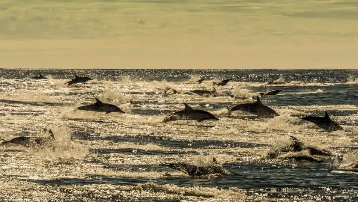 Cá heo thường sống thành từng nhóm từ vài chục cho đến 1.000 con. Chúng cùng nhau phối hợp để săn bắt con mồi, trốn thoát kẻ thù, chăm sóc những con cá heo bị ốm hay bị thương...