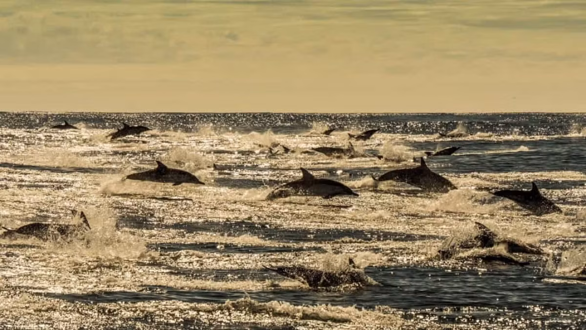 Cá heo thường sống thành từng nhóm từ vài chục cho đến 1.000 con. Chúng cùng nhau phối hợp để săn bắt con mồi, trốn thoát kẻ thù, chăm sóc những con cá heo bị ốm hay bị thương...