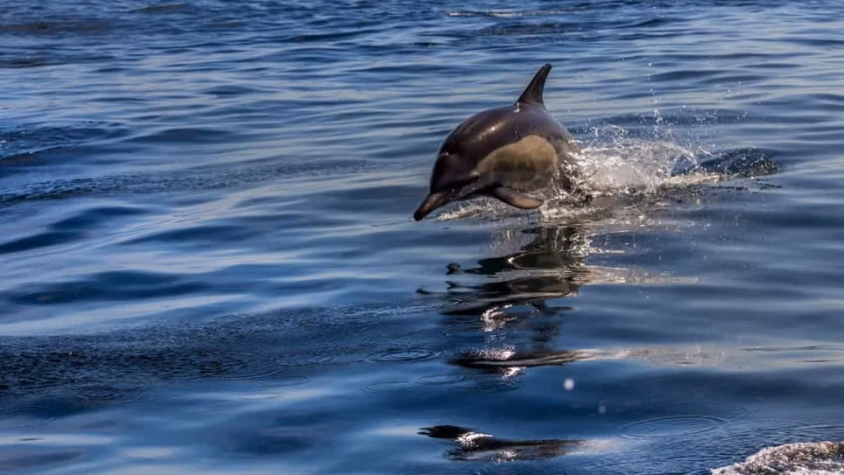 Các nhà khoa học phát hiện cá heo có khả năng phát ra sóng siêu âm của riêng mình. Điều này giúp chúng phát hiện các vật thể khác qua sóng âm.