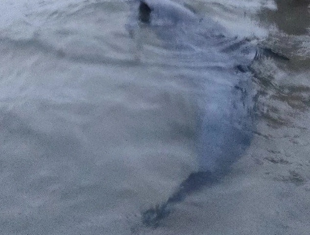 Theo đó, nhóm du khách đã cố gắng đẩy con cá heo trở về biển nhưng do nó quá yếu không thể bơi ra vùng nước sâu. Sau hơn 2 giờ nỗ lực giải cứu không thành công, cá heo chết. Nhóm du khách liên hệ với người dân địa phương tổ chức chôn cất xác cá heo theo tín ngưỡng làng chài