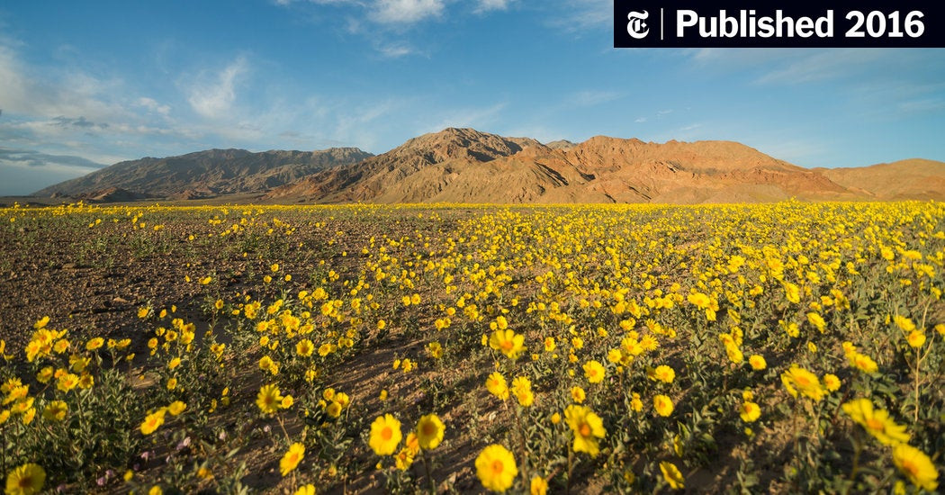 Khi ghé thăm Thung lũng Chết, nhiều du khách không khỏi bất ngờ khi nhìn thấy nhiều loài hoa dại nở rộ một khu vực rộng lớn tạo nên cảnh quan ngoạn mục.