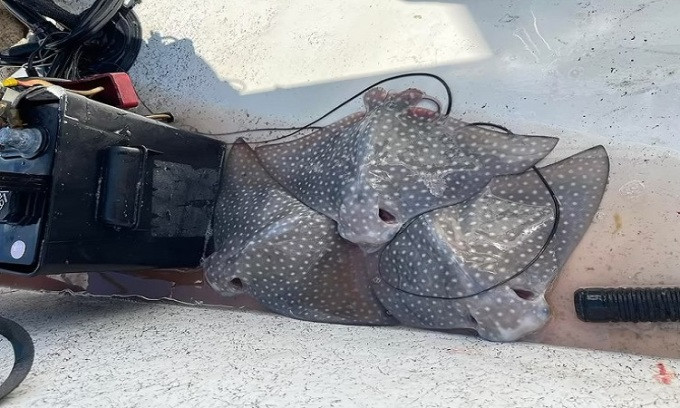 Jones cho rằng con cá đuối đại bàng đốm lao lên phía sau thuyền của gia đình do bị cá mút trắng bám vào bụng. Họ ước tính con cá đuối dài hơn 2,1 m khi trải căng và nặng hơn 180 kg.