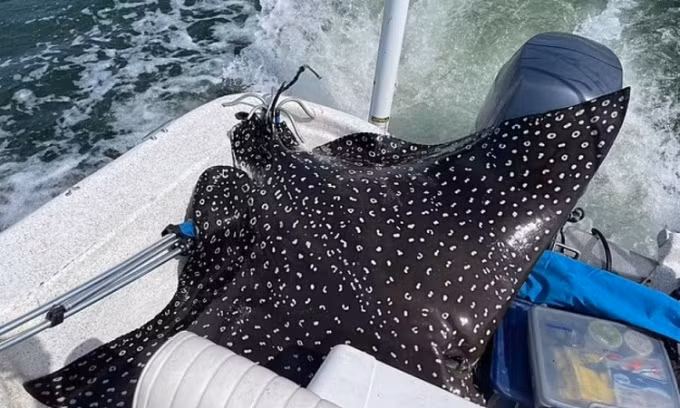 Vào ngày 16/7, April Jones, 34 tuổi, cùng các thành viên trong gia đình tham gia sự kiện câu cá Deep Sea Fishing Rodeo ở Alabama, Mỹ. Bất ngờ họ nhìn thấy một con cá đuối đại bàng đốm nhảy lên phía sau thuyền của họ.