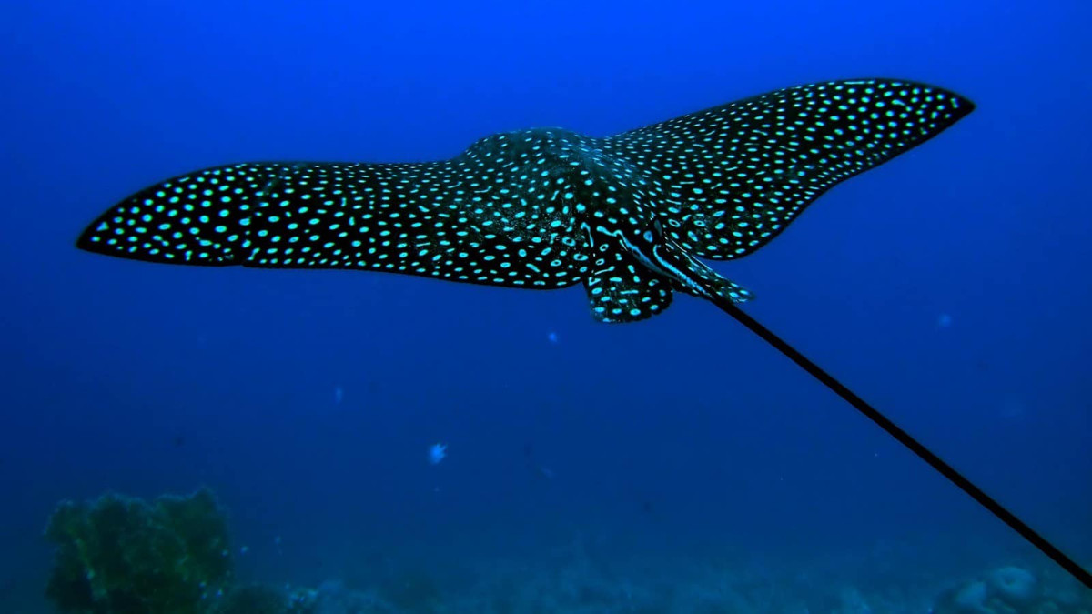 Sau đó, những con cá đuối non được quyên tặng cho phòng thí nghiệm biển đảo Dauphin nhằm mục đích giáo dục.