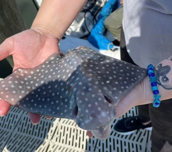 Do trọng lượng con cá đuối quá lớn nên nước tràn vào phía sau thuyền. Gia đình Jones nhanh chóng lái thuyền trở lại bờ và tìm cách giúp con cá đuối sống sót. Bất ngờ, con cá đuối sinh 4 con non.