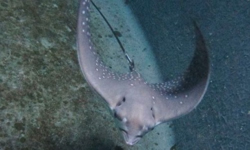 So với những loài cá đuối khác, cá đuối đại bàng đốm có hình chữ nhật lệch với phần đuôi khá dài.