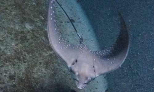 So với những loài cá đuối khác, cá đuối đại bàng đốm có hình chữ nhật lệch với phần đuôi khá dài.