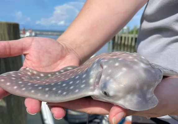 Sau đó, gia đình Jones gọi điện thông báo với nhà chức trách và cố gắng đưa con cá đuối trở lại biển nhưng không thành công.