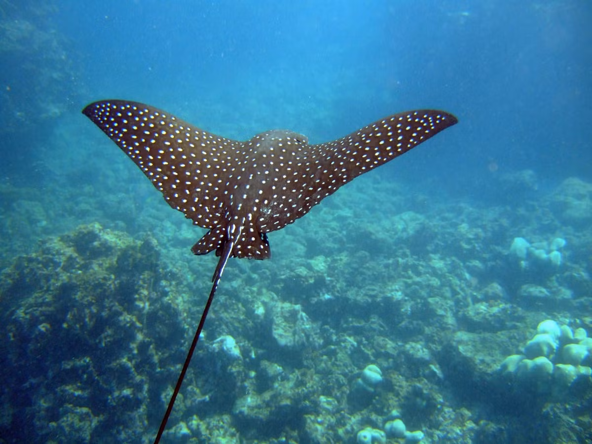 Cá đuối đại bàng đốm là một trong những loài cá đuối đẹp nhất trên thế giới.