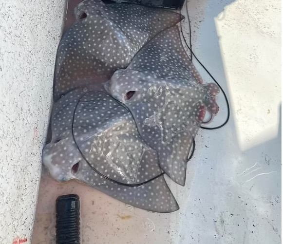 Phòng thí nghiệm biển đảo Dauphin cho hay nếu cá đuối đại bàng cái gặp tình huống căng thẳng thì chúng sẽ sinh con.