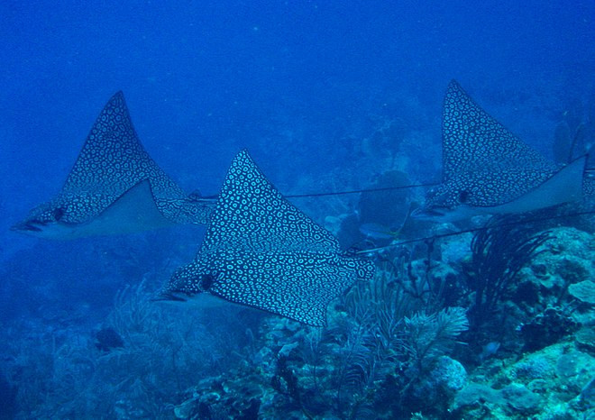 Cá đuối đại bàng đốm không phải loài nguy cấp nhưng sắp bị đe dọa. Theo các nhà khoa học, loài cá đuối này có xu hướng sống ở biển rộng thay vì đáy biển.