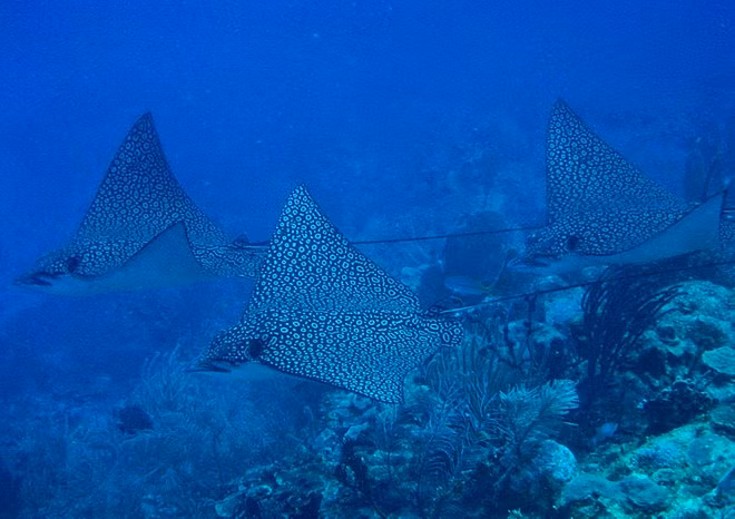 Cá đuối đại bàng đốm không phải loài nguy cấp nhưng sắp bị đe dọa. Theo các nhà khoa học, loài cá đuối này có xu hướng sống ở biển rộng thay vì đáy biển.
