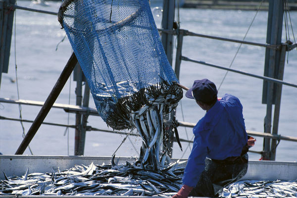 Cá thu đao Thái Bình Dương (tên khoa học Cololabis saira) dài tối đa khoảng 30 cm, phân bố ở khắp Thái Bình Dương, Đại Tây Dương. Ngư dân đánh bắt loài cá này để làm thực phẩm hoặc làm mồi để bắt những loại cá lớn hơn.
