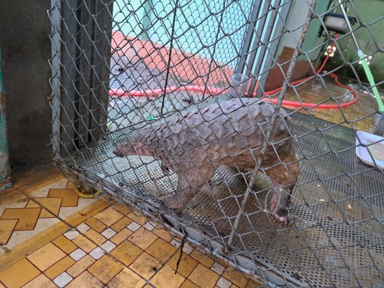 Công an phường Phú Bài cho biết cá thể Tê tê Java có trọng lượng 3,8 kg trên do ông Phan Phú Hồng Tân trú tại phường Phú Bài phát hiện ven đường. Sau đó, ông đã liên hệ công an phường Phú Bài để bàn giao lại con vật này.