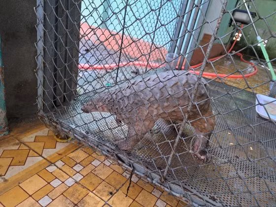 Công an phường Phú Bài cho biết cá thể Tê tê Java có trọng lượng 3,8 kg trên do ông Phan Phú Hồng Tân trú tại phường Phú Bài phát hiện ven đường. Sau đó, ông đã liên hệ công an phường Phú Bài để bàn giao lại con vật này.