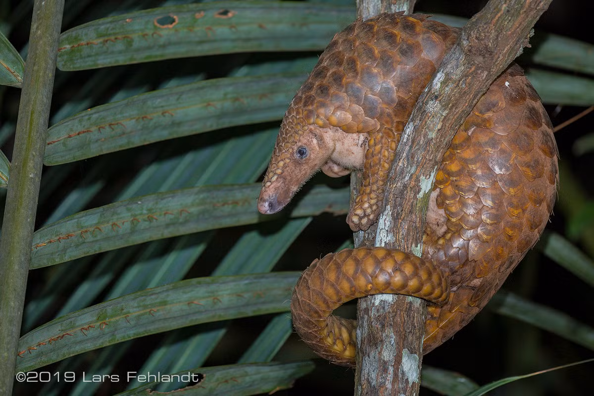 Đặc biệt, đuôi của tê tê Java rất khỏe, chỏm đuôi có da trơn giúp chúng bám vào cành cây khi leo trèo. Tại Việt Nam, Tê tê Java sinh sống ở miền Nam trở ra đến vùng Quảng Nam.