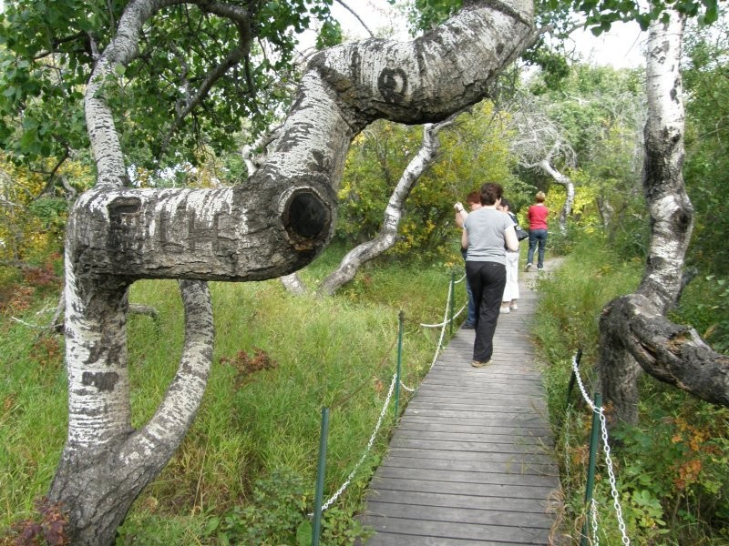 Điều này khiến các nhà nghiên cứu nhận định cây cối cong vẹo như vậy có thể là do di truyền hoặc một đột biến nào khiến cây cối có hình dáng khác lạ như hiện nay.