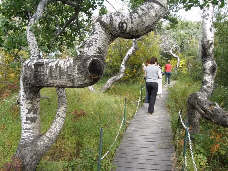 Điều này khiến các nhà nghiên cứu nhận định cây cối cong vẹo như vậy có thể là do di truyền hoặc một đột biến nào khiến cây cối có hình dáng khác lạ như hiện nay.