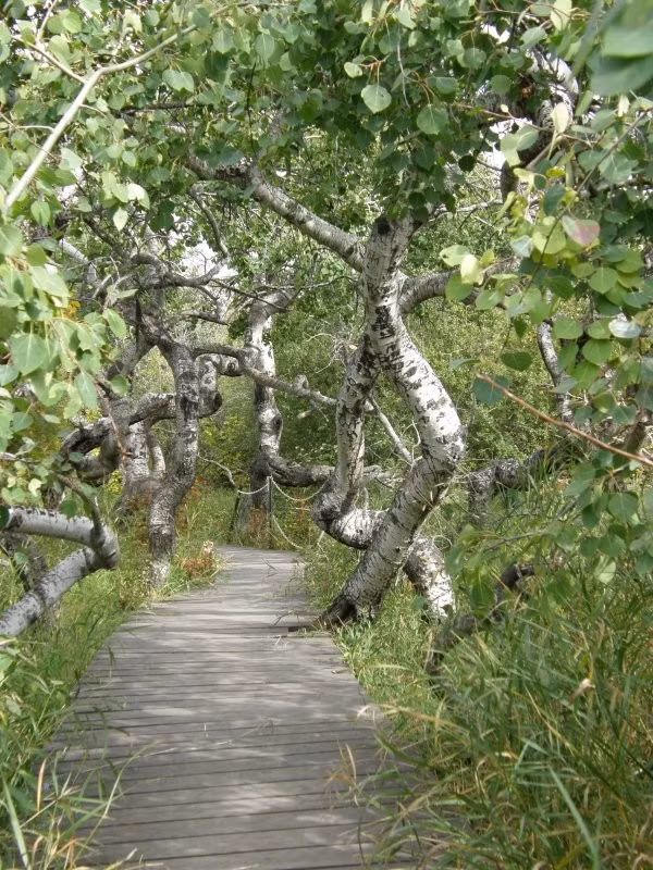 Nhằm tạo điều kiện thuận lợi cho du khách tham quan cũng như bảo vệ cây cối, ban quản lý du lịch địa phương phối hợp với các tổ chức, người dân địa phương để xây dựng một lối đi bằng gỗ.