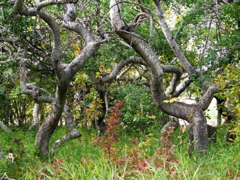 Thậm chí, người dân còn đồn đại khu rừng có thể từng là bãi đáp của người ngoài hành tinh. Thế nhưng, tất cả những thông tin này đều chưa có căn cứ xác thực.