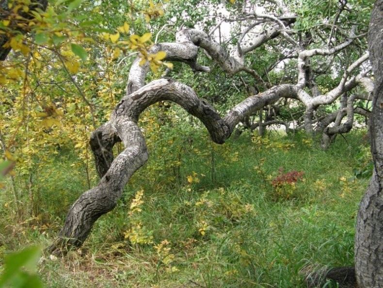 Vì vậy, kể từ những năm 1940 đến nay, khu rừng cây dương trở thành địa điểm hút khách du lịch. Nhiều người tìm đến khu rừng để ngắm nhìn những cây cối cong queo kỳ lạ cũng như muốn tìm hiểu vì sao chúng có hình dáng đặc biệt như vậy.