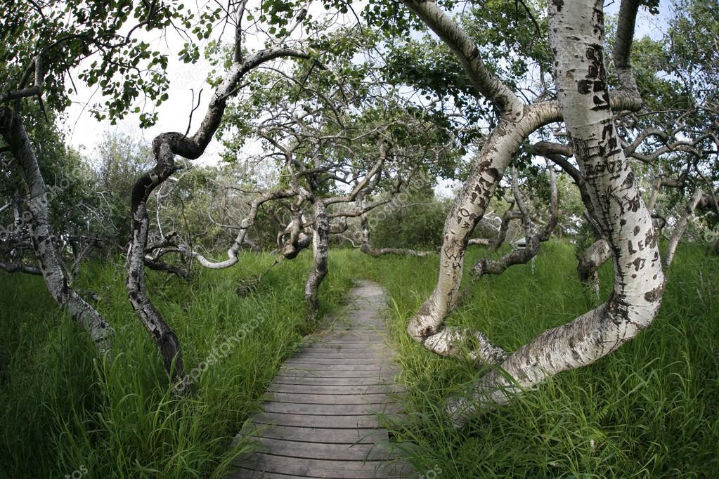 Trước sự việc này, một số giả thuyết được đưa ra. Trong số này, một quan điểm cho rẳng cây cối trong rừng có hình dáng bất thường như vật có thể là do thiên thạch từng rơi xuống nơi đây. Từ đó, địa chất của khu rừng có sự thay đổi khiến cây cối mọc cong vẹo khác thường.